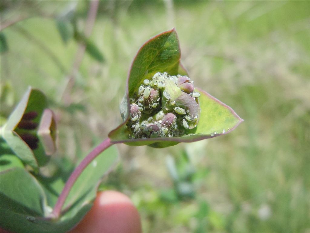 Afidi su caprifoglio - Hyadaphis sp.